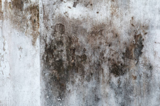 Best Attic Mold Removal  in Bristol, FL