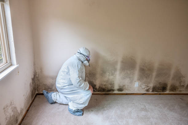 Best Black Mold Removal  in Bristol, FL